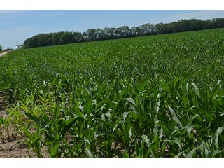 Property photo 125 - LAND AUCTION - 215+/- ACRES OFFERED IN 6 TRACTS IN VAN WERT COUNTY, OHIO